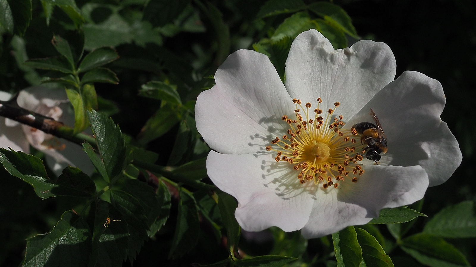 Knypsbild von Plümchen und Bienchen