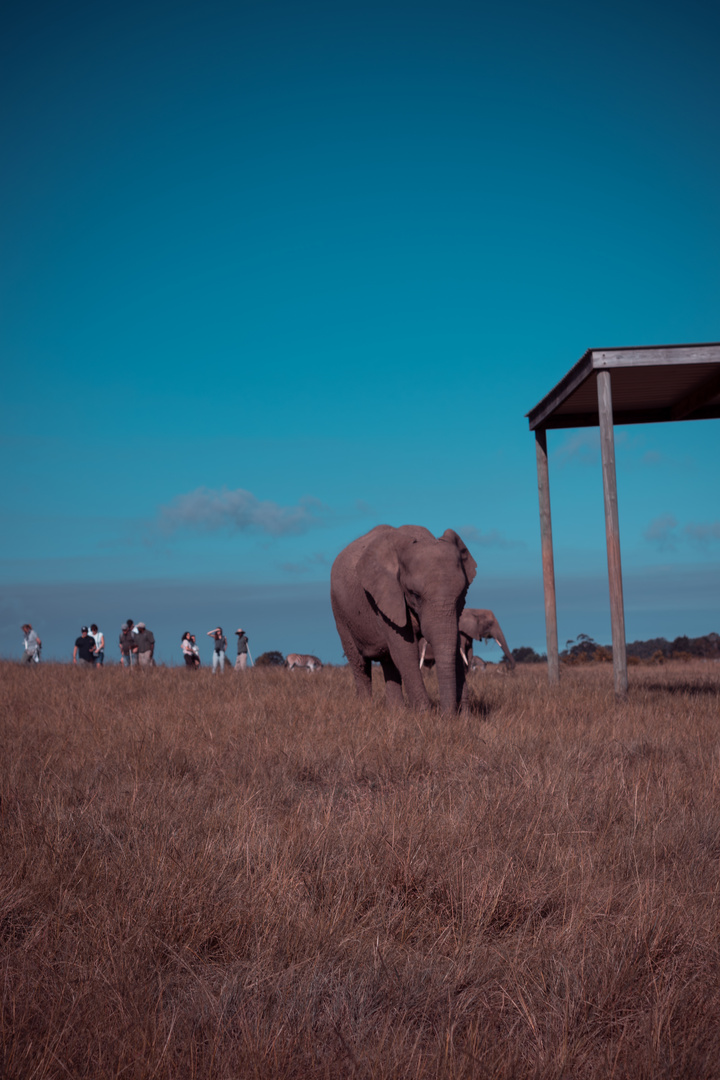 Knysna Elephant Park, Südafrika