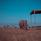 Knysna Elephant Park, Südafrika