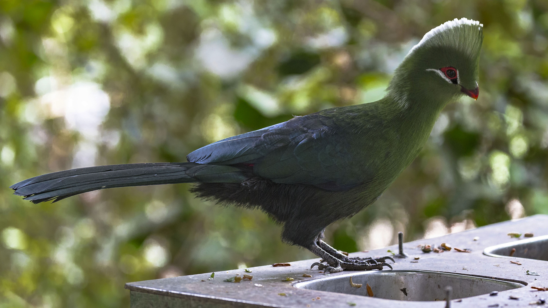 Knysna Loerie oder Turakos Vogel 