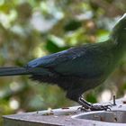 Knysna Loerie oder Turakos Vogel 