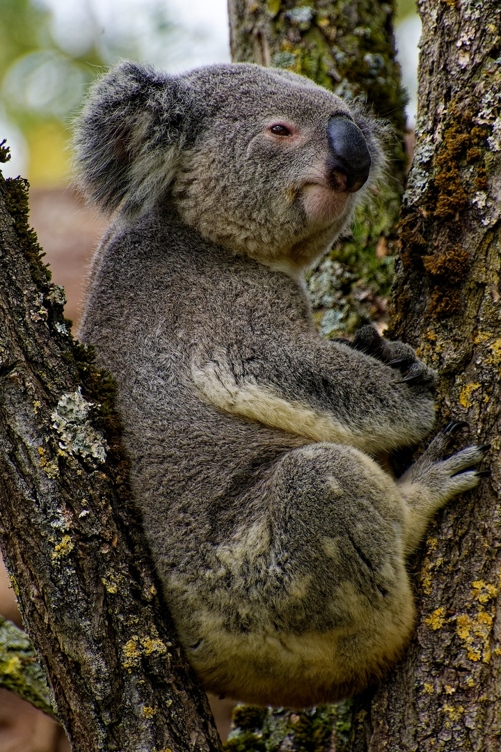 Koala