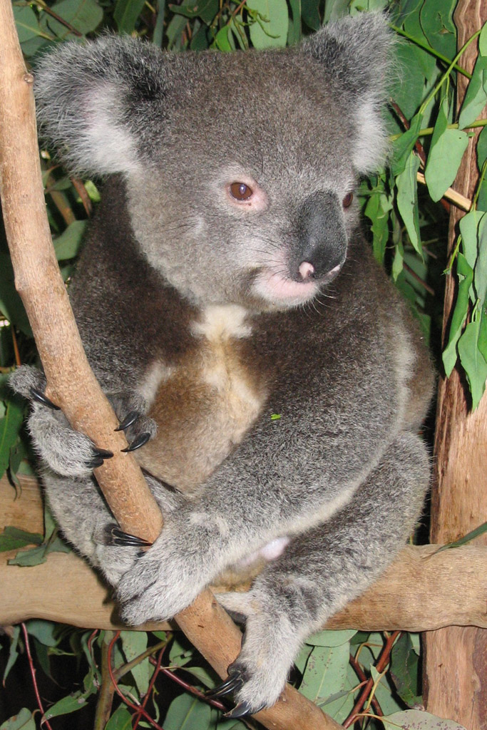 Koala