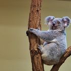 Koala (01)