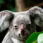 Koala 01