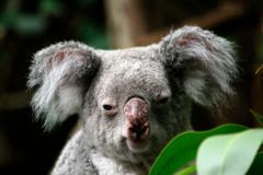 Koala 01