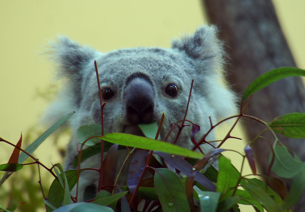 Koala 01