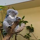 Koala (02)