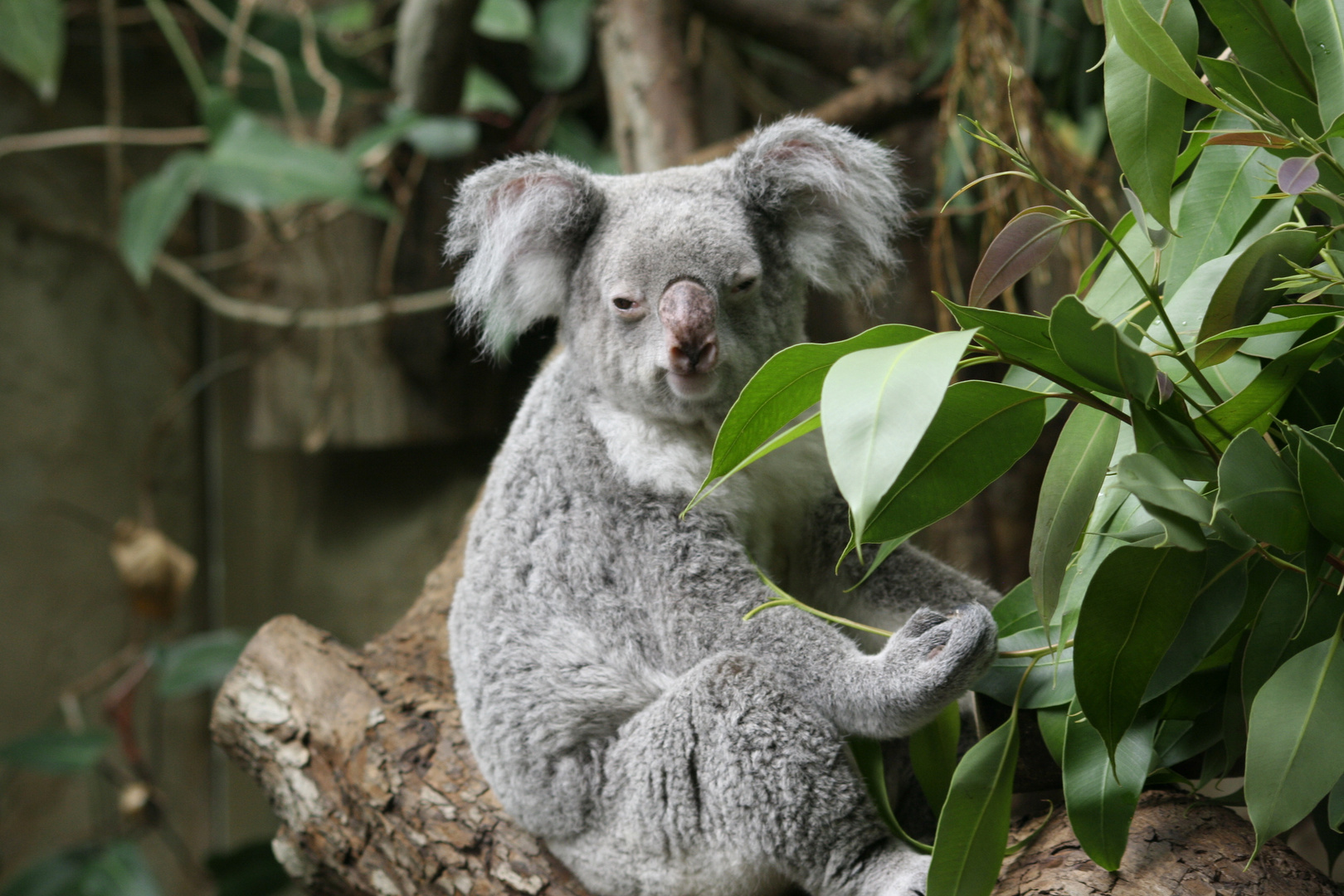 Koala 02