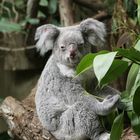 Koala 02