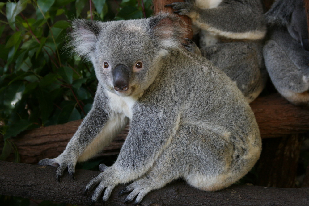 Koala