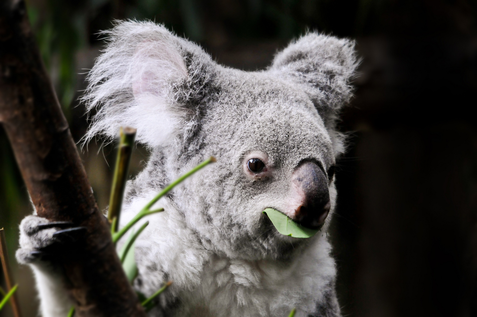 Koala