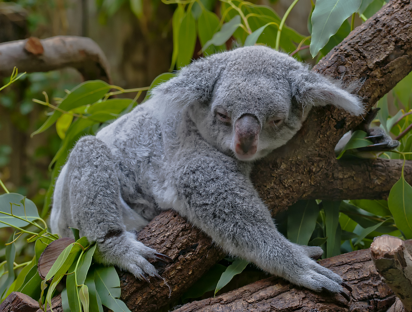 Koala