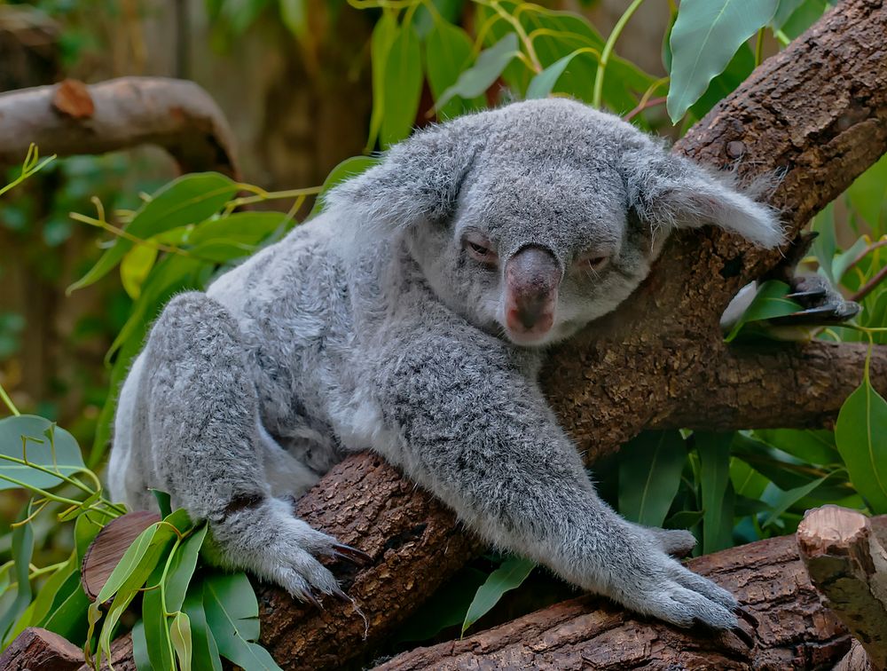 Koala