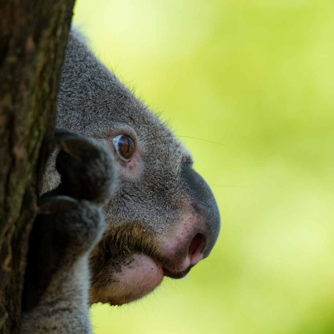 Koala