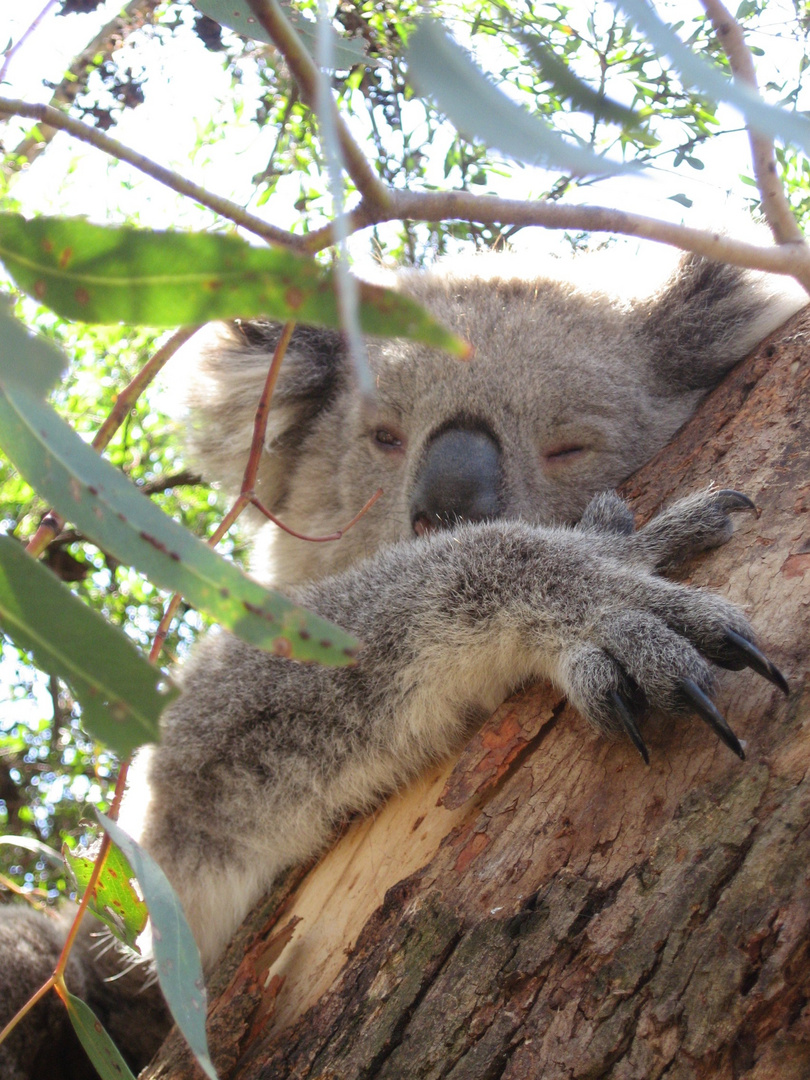 Koala