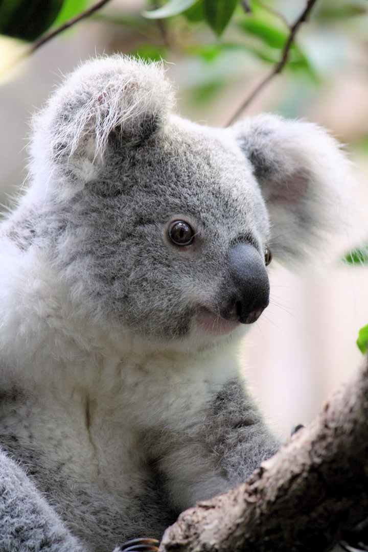 Koala