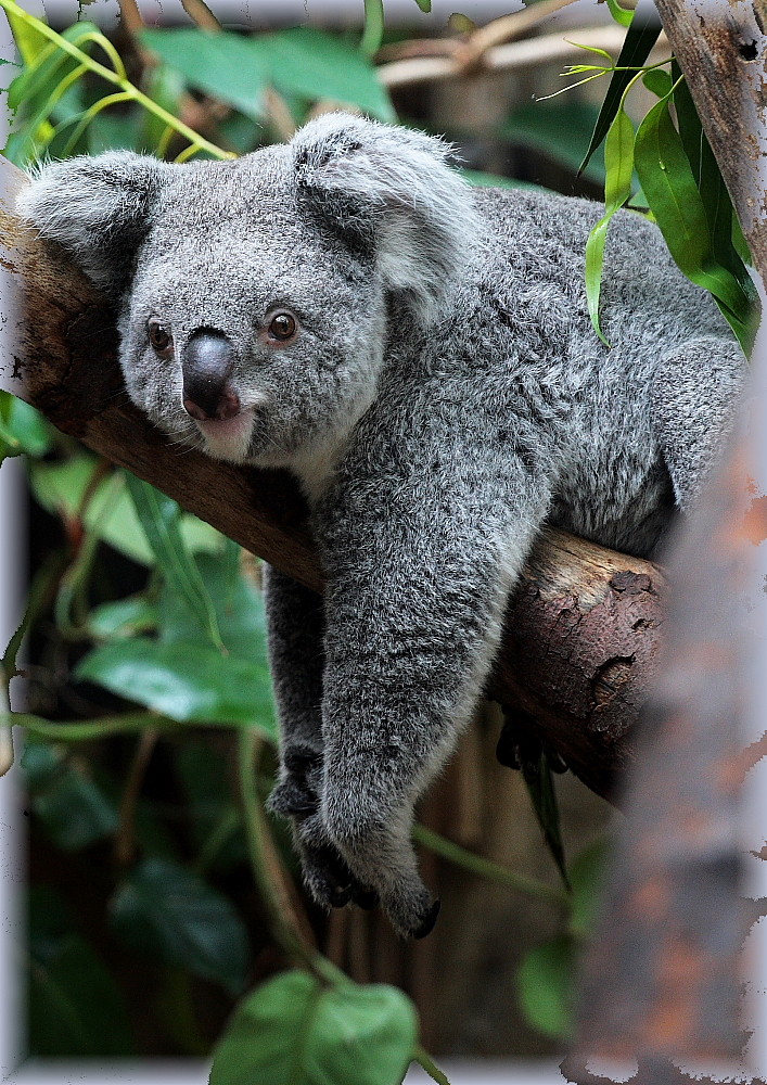 Koala