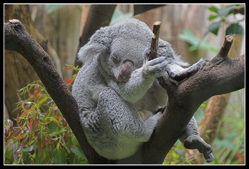 Koala