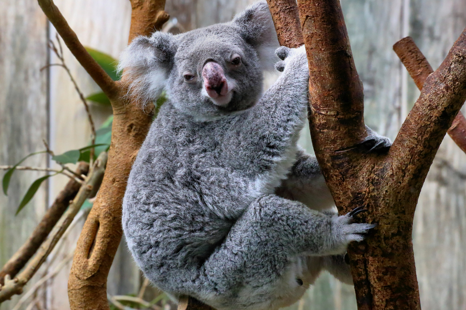 Koala