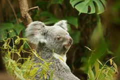 Koala 1