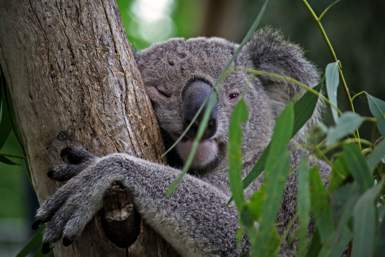 Koala