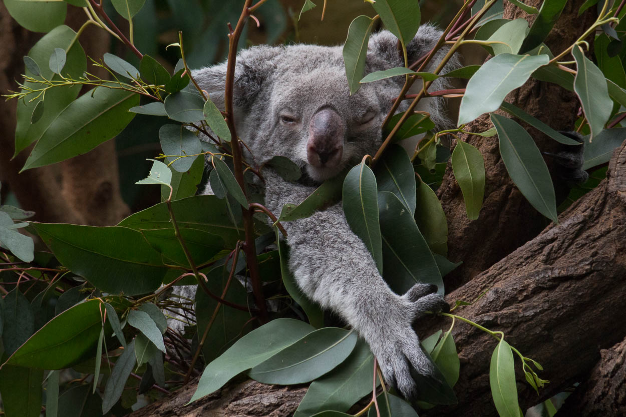 Koala