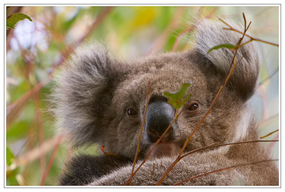 Koala