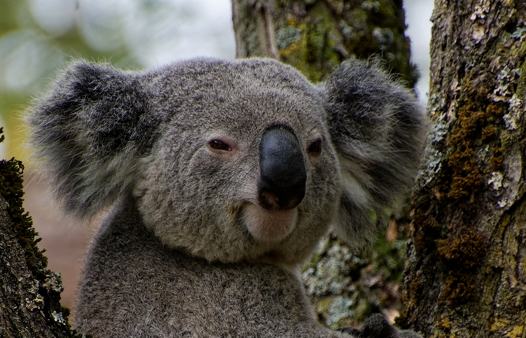 Koala