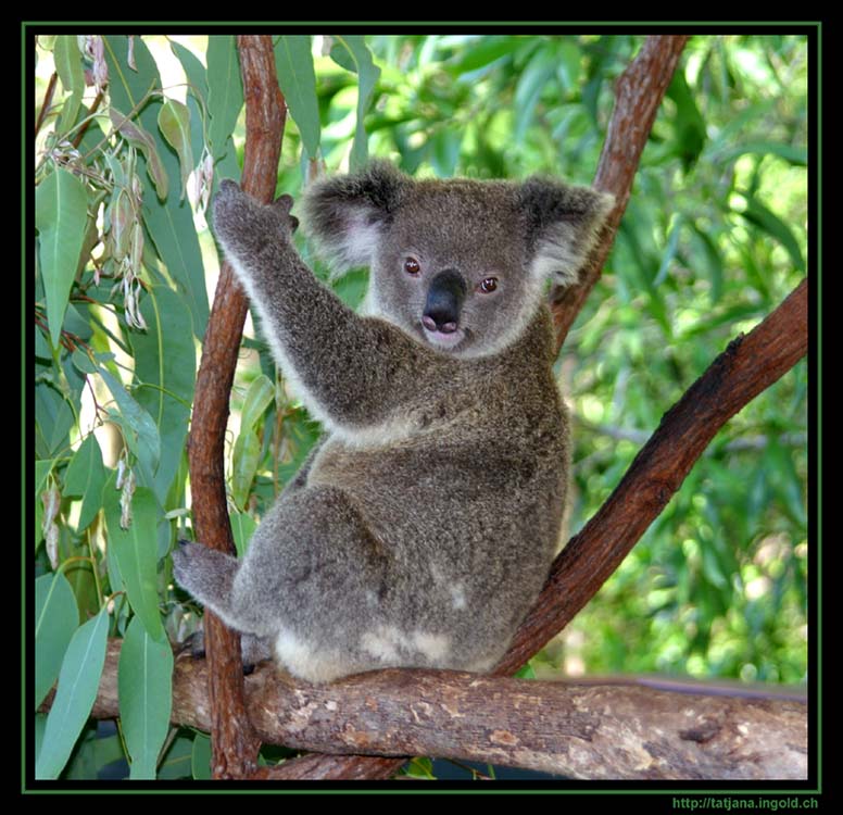 Koala