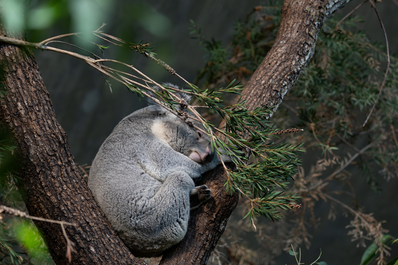 Koala