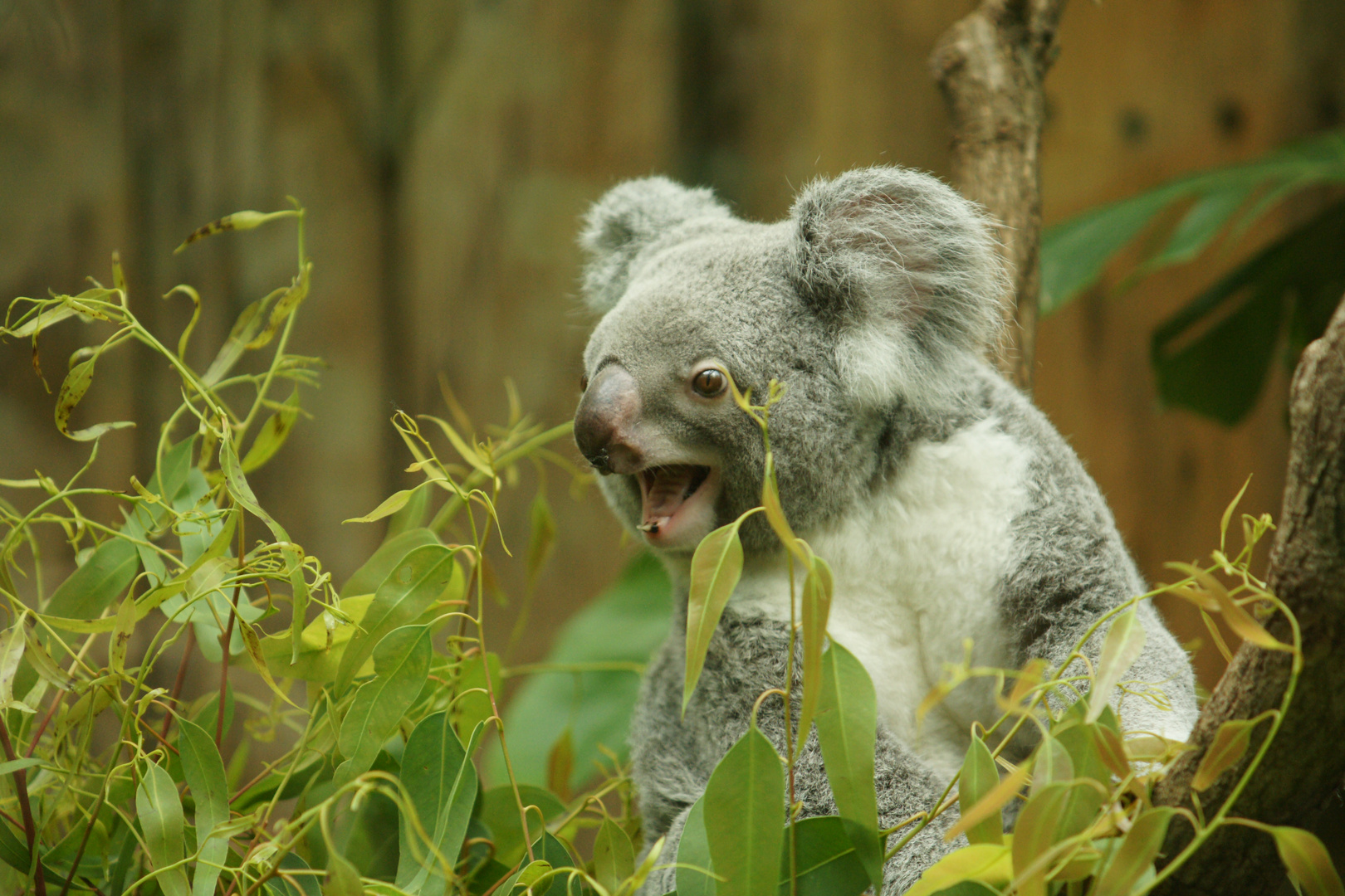 Koala 2