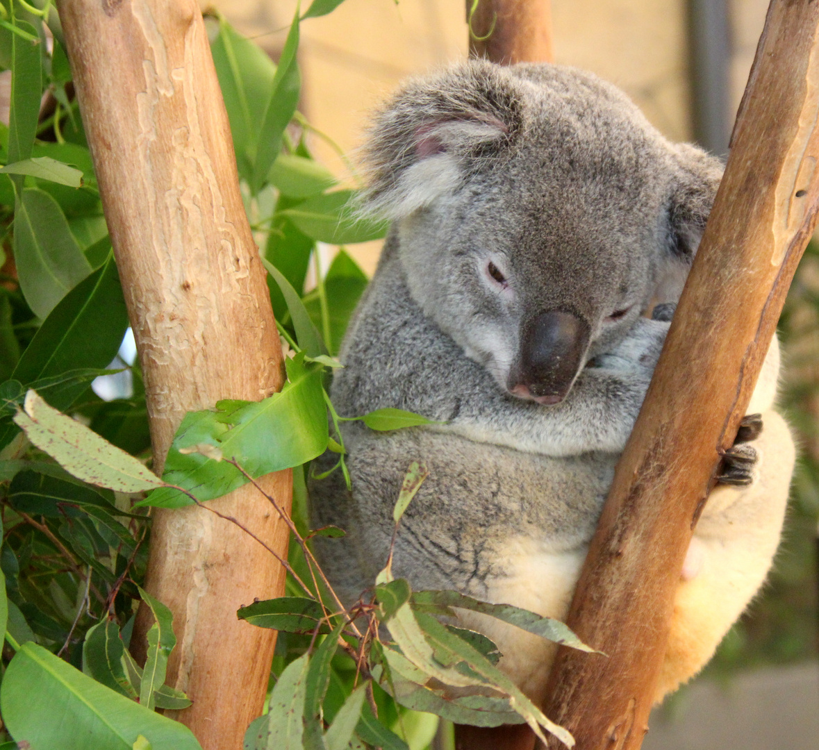 Koala 2