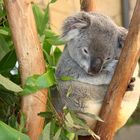 Koala 2