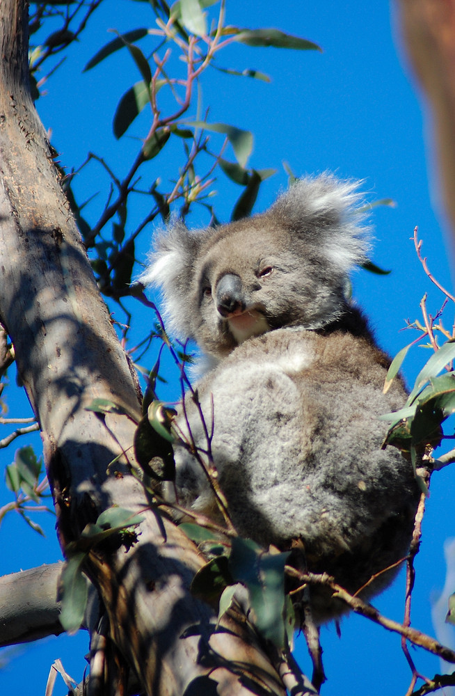 Koala 2 (freie Wildbahn)