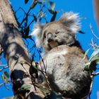 Koala 2 (freie Wildbahn)