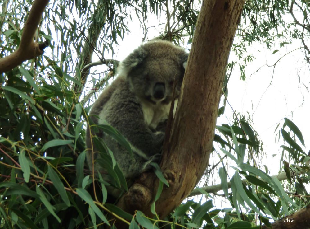 Koala