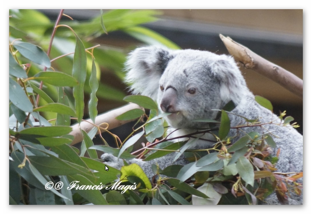 Koala