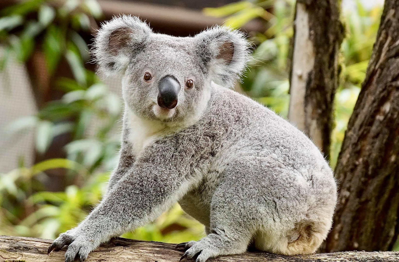 Koala 