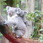 Koala (29)