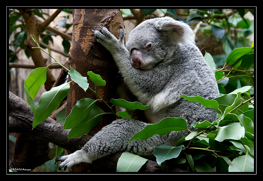 Koala