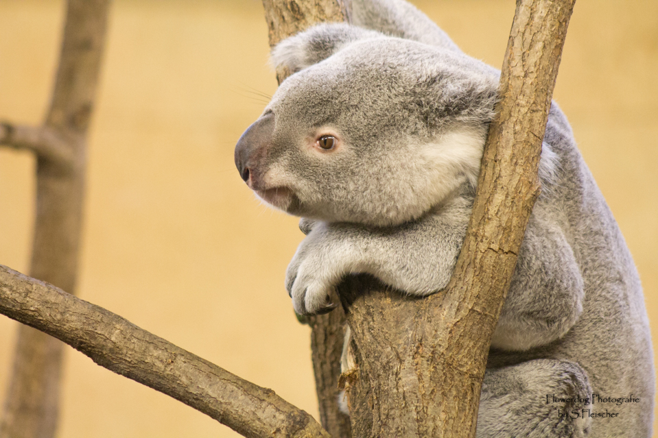 Koala