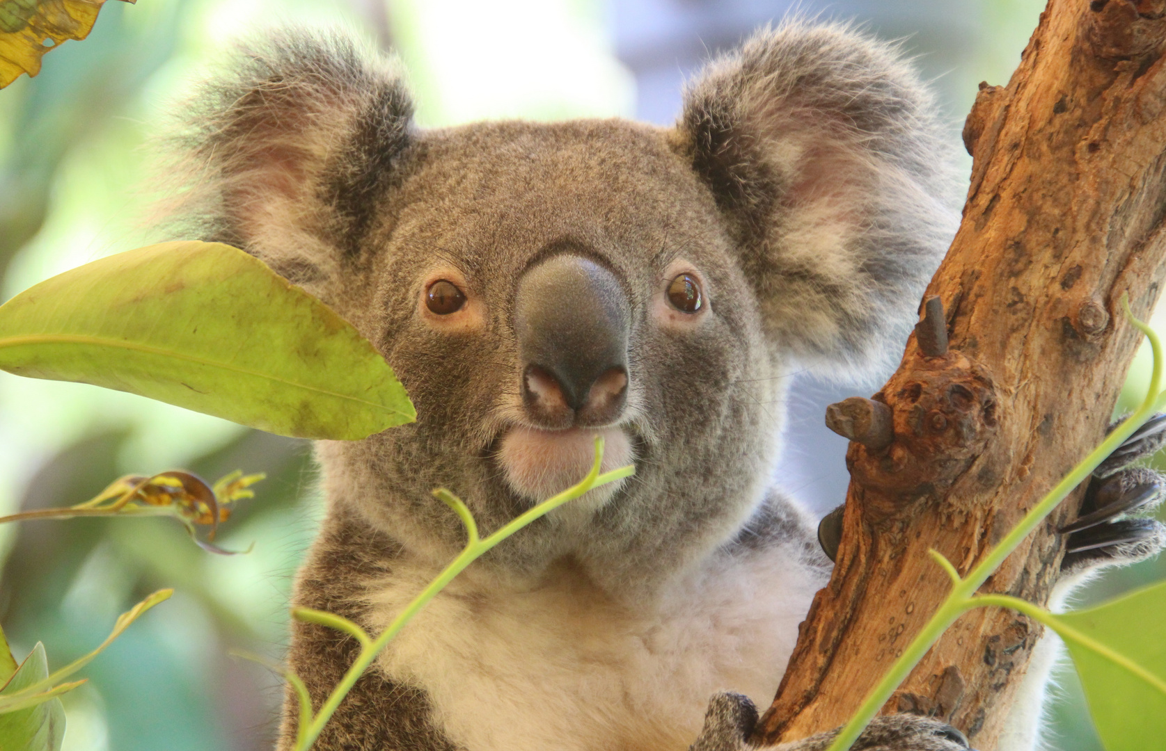 Koala 3