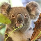 Koala 3