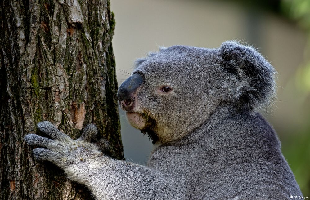 Koala