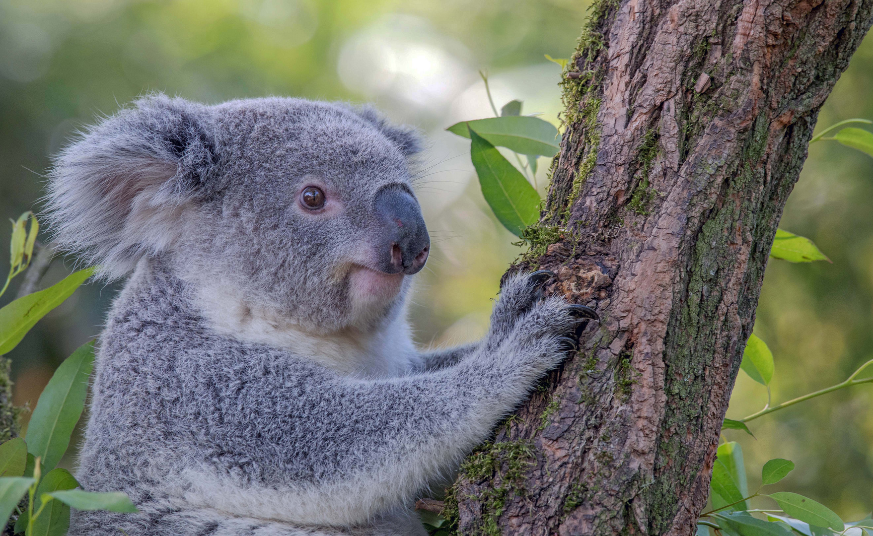 Koala