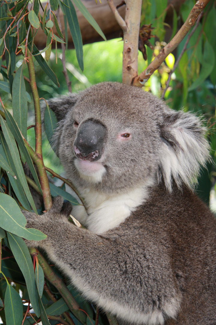 Koala