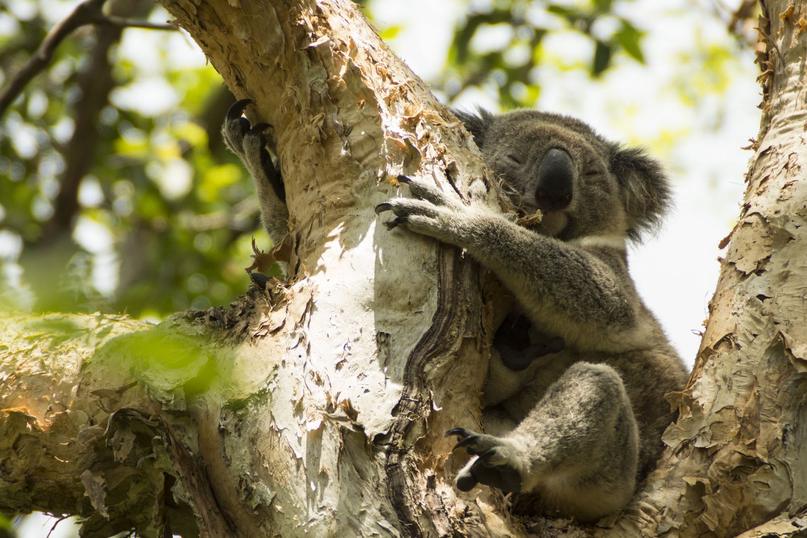 Koala