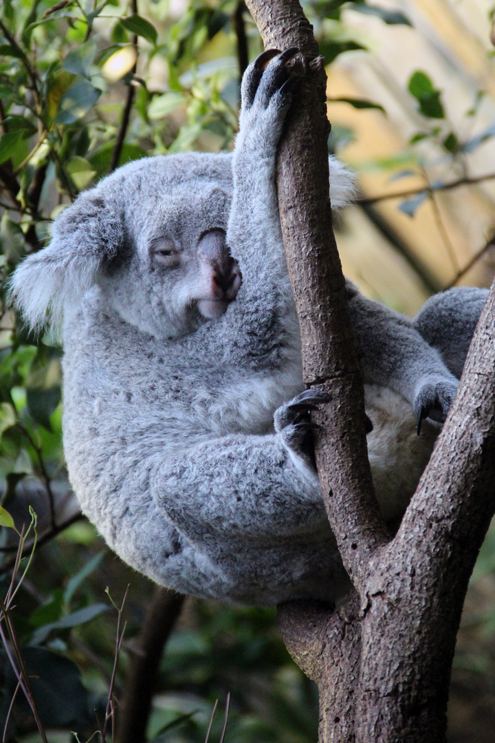 Koala