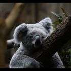 -Koala-